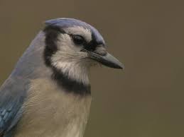 Blue Jay Identification All About Birds Cornell Lab Of