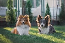 Check spelling or type a new query. Border Collie Shetland Sheepdog Mix Info Pictures Facts Traits