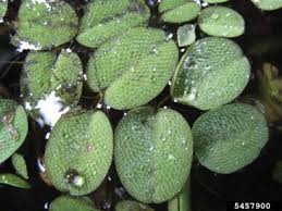 Image result for Salvinia hastata