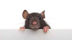 Maybe you would like to learn more about one of these? Hantavirus Causes Symptoms Treatment And Prevention Guardian Life The Guardian Nigeria News Nigeria And World News