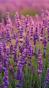 720x1280 Lavenders Lavender Farm Plants Wallpaper 720x1280 Farm Lavender Lavenders Plants Wall In 2020 Flower Phone Wallpaper Plant Wallpaper Lavender Aesthetic