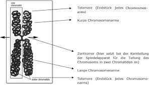 Chromosomen Und Chromatin Theoretisches Material Biologie 12 Schulstufe