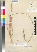 Image result for Moraea simulans