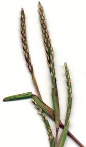 Maybe you would like to learn more about one of these? St Augustine Grass Stenotaphrum Secundatum Feedipedia