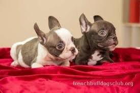 Learn the pros and cons of owning a french bulldog from dog expert julia szabo in this howcast video. Looking For French Bulldogs For Sale Check Out Here All You Need To Know Healthier Frenchies