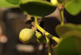 Image result for Scutia