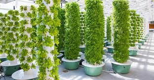 Growing tomatoes is easy with tower garden. Tower Gardens Supply Nearby Dining Hall At Cu Boulder Food Management