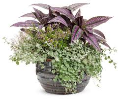 Image result for Helichrysum decorum