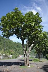 Image result for Artocarpus
