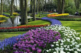 Searching for flowers and not tulip finds everything which contains the. Keukenhof The Garden Of Europe Netherlands Tourism