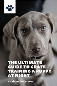 Pin On Dog Training Tips