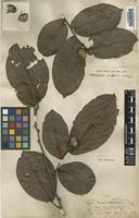 Image result for Pentaphylacaceae