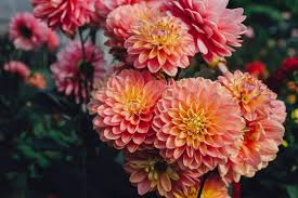 Image result for Dahlia sp. (cultivar)