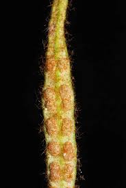 Image result for Pyrrosia rhodesiana