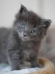 Pin By Chantal Hulmes On Cats Kittens And Puppies Kittens Kittens Cutest