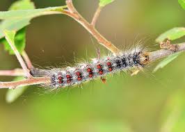 A larger strain, the asian gypsy moth, has a wingspan of about 90 mm. Don T Let Gypsy Moth Wreak Havoc Again Next Year Here S What To Do