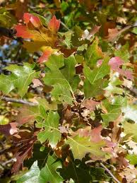 Image result for Quercus sp.