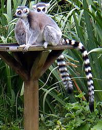 Loris is one genus in this subfamily and includes the slender lorises, while nycticebus is the genus containing the slow lorises. Euarchontoglires Wikiwand