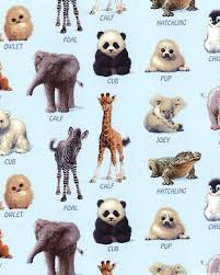 Name That Baby Sky Blue Animals Friends Animals African Wildlife