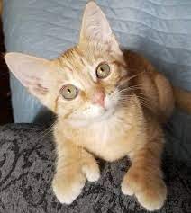 60 Polydactyl Cat Names The Paws Polydactyl Cat Pretty Cats Cat Facts