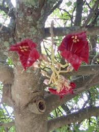 Image result for Kigelia africana