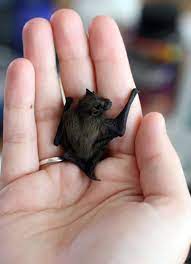 The glass shattered into tiny shards that. 25 Of The World S Tiniest Animals Cute Animals Cute Baby Animals Baby Bats