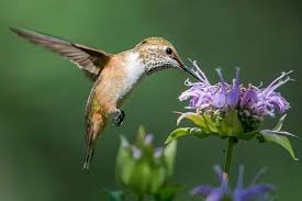 The old farmer's almanac presents a the key to attracting hummingbirds to your yard is to plant lots of flowers and provide the habitat that will the best fall flowers for your. 10 Best Flowers For Attracting Hummingbirds To Your Garden