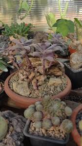 Image result for Kleinia grantii