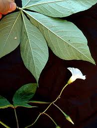 Image result for Merremia quinquefolia