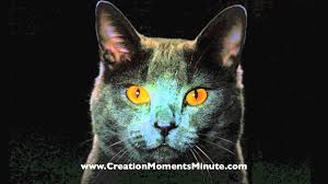 If there are no photons, then no eye, however advanced, can see anything. Can Cats See In The Dark Creation Moments Minute Youtube