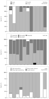 Image result for Millettia psilopetala