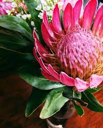 Found This Beautiful Arrangement At Costco Of All Places 4 Beautifully Arranged Stems Of Kingprotea I Love How They Look So Plant Lady Wild Flowers Bloom