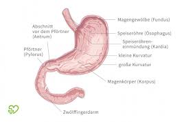 Durchfall, erbrechen, übelkeit, abdominalschmerzen mundulzera, ulzerative. Reizmagen Funktionelle Dyspepsie Nervoser Magen Symptome Behandlung Onmeda De