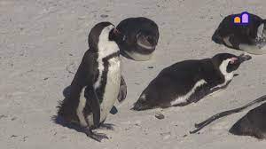 The prices for adults are r50. South Africa Cape Of Good Hope Penguins Youtube