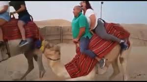 Over 1,000 officers and men are on parade b. Camel Struggles With Heavy Couple Youtube