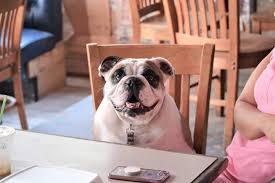 Do English Bulldogs Shed A Lot Embora Pets