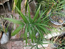 Image result for Chamaecrista plumosa