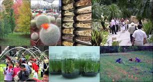 We invite you to connect with us here and explore from home. Botanic Gardens Conservation International Linkedin