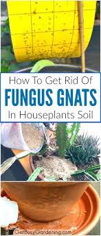 Click show more and please subscribe! How To Get Rid Of Fungus Gnats In Houseplants Soil Gnats In House Plants Organic Gardening Tips Container Gardening Vegetables