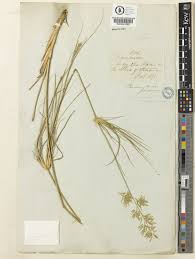 Image result for Eragrostis prolifera