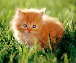 En Guzel Kedi Fotograflari Fotograflari Ve En Guzel Yasam Fotograflari