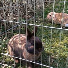 If your bunny will spend most of its time in a cage, then get the biggest cage that is practical in the home. Rabbit Cages A Harmless Guide For Raising Happy Rabbits