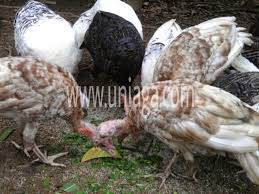 Henz on wed 02 may 2012, 00:03. Tips Memelihara Ayam Belanda Uniaga Aviary