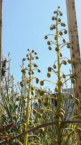 Image result for Guilandina bonduc