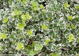Image result for Euonymus fortunei