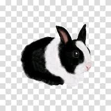 The band moved to london upon finding fame in 1964. Cute Animals Ii White And Black Rabbit Transparent Background Png Clipart Hiclipart