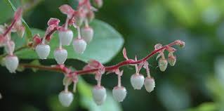 Image result for Salacia orientalis