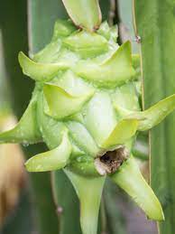 The plants aren't usually too picky as to soil type, but because of their epiphytic nature, it is recommended to grow them in soil that is supplemented with high amounts of organic material. Giant Hawaiian Yellow Dragon Fruit Cactus Hylocereus Undetus Urban Tropicals