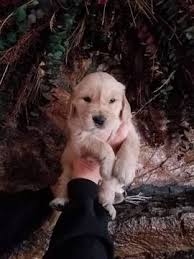 Litter Of 9 Golden Retriever Puppies For Sale In Trivoli Il Adn 42741 On Puppyfinder Com Gender Female Age 8 Mon Puppies For Sale Puppies Golden Retriever