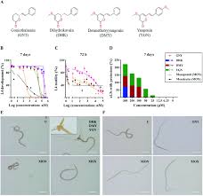 Image result for Cryptocarya liebertiana